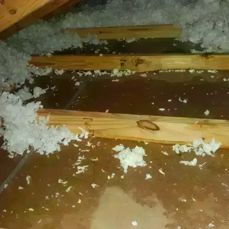 Attic Water Damage in Alpine, TX