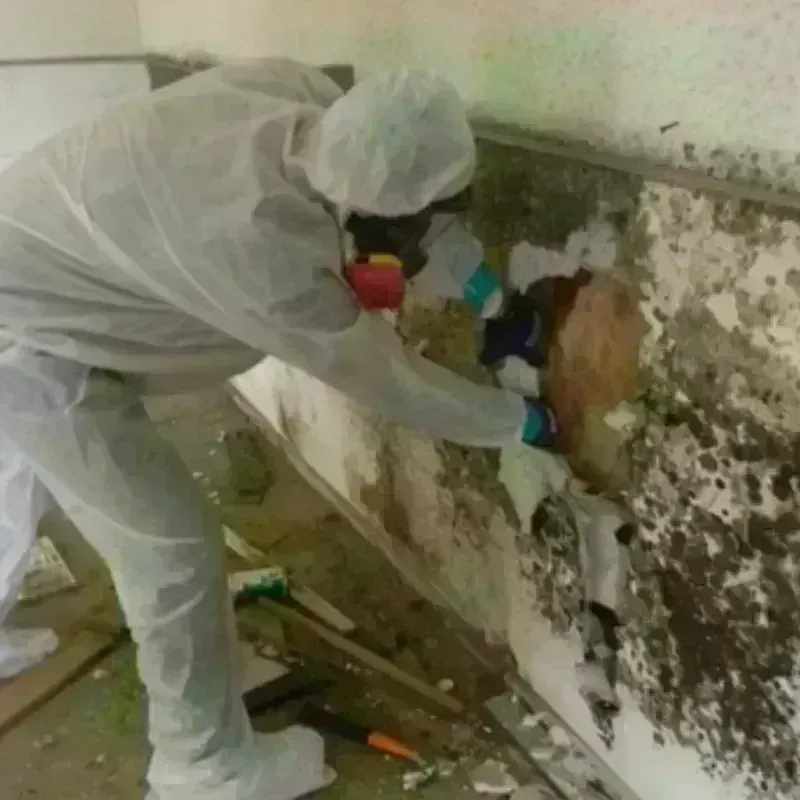 Mold Remediation and Removal in Alpine, TX